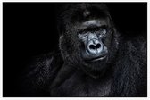 Silverback gorilla op zwarte achtergrond - Foto op Akoestisch paneel - 150 x 100 cm