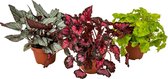 Begonia 'Beleaf' mix per 3 stuks | Bladbegonia - Kamerplant in kwekerspot ⌀12 cm - ↕25-35 cm