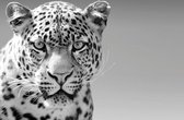 120 x 80 cm - peinture sur verre - tête de léopard - peinture photo d'art - tirage photo sur verre