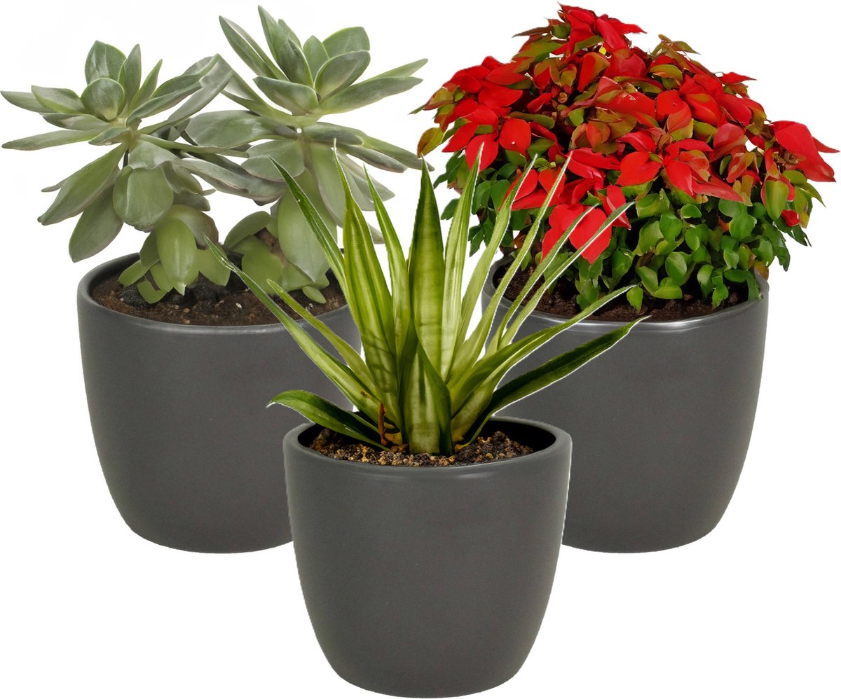 3x bloempot in kleur mat antraciet grijs keramiek voor kamerplant h13.5 x d15.5 cm- plantenpotten binnen