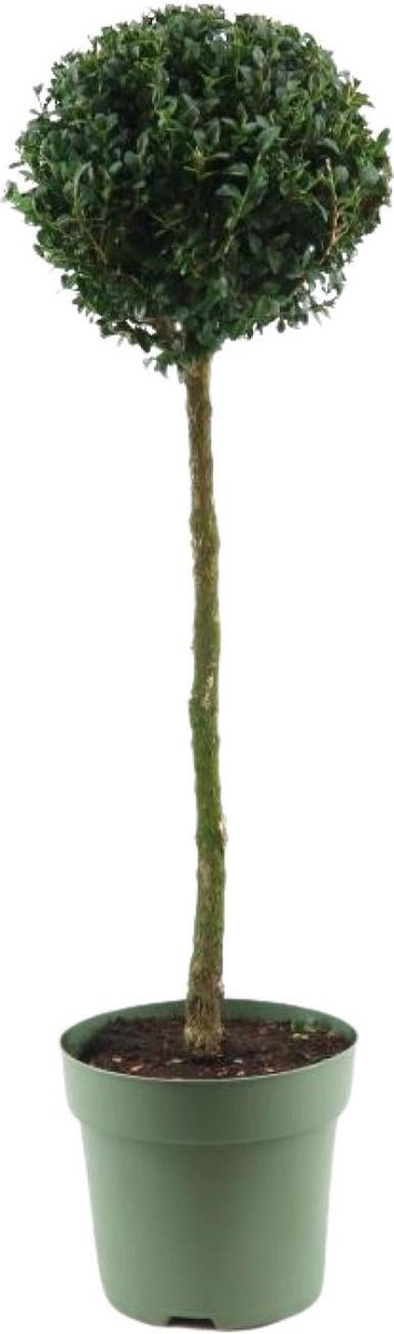 Green Harmony - Buxus Semp. Mono-Ball - Ø23cm - 85cm