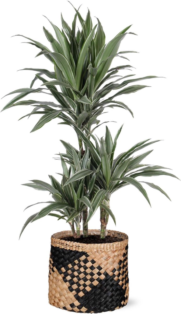 Dracaena Warneckii Ø21cm - 65cm in Albury BLACK print mand