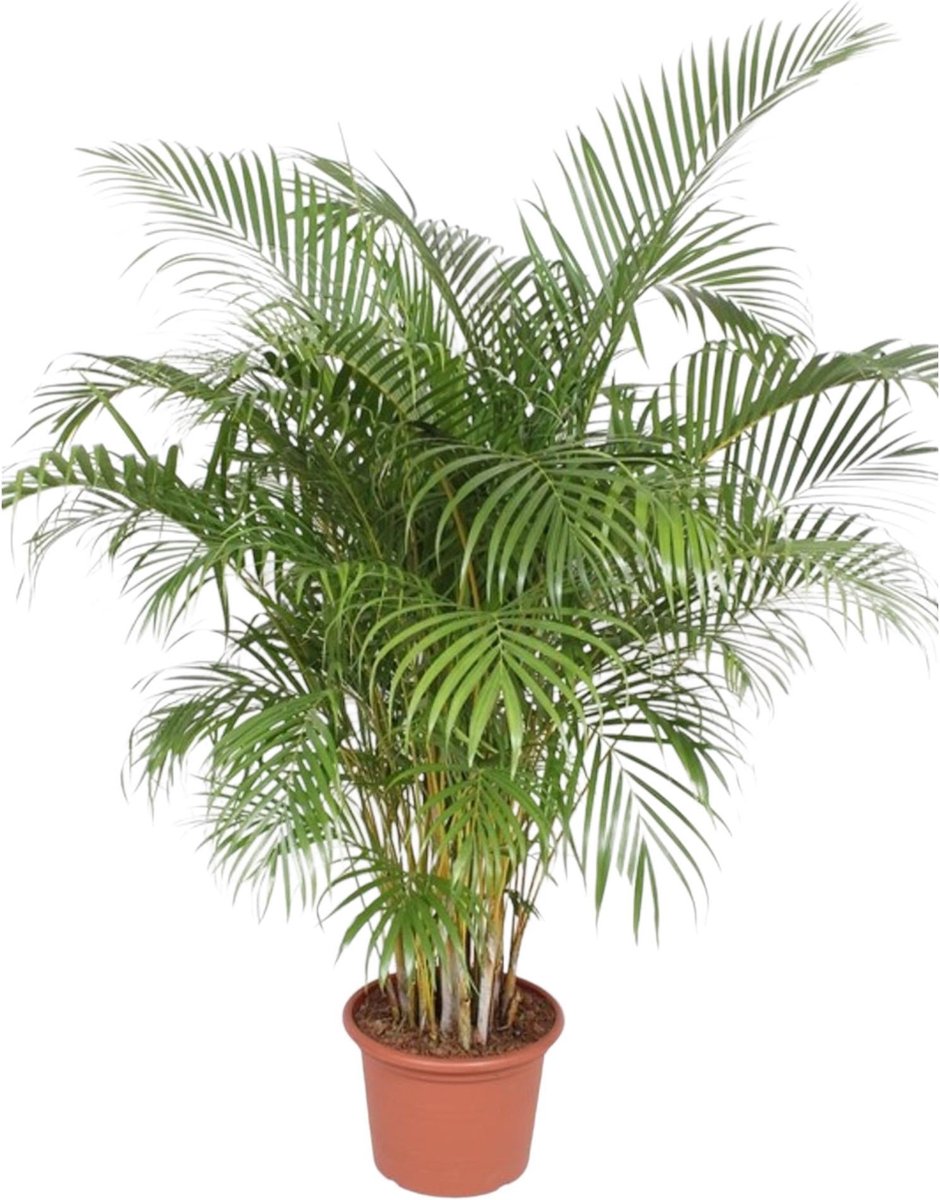 Dypsis Lutescens (Areca Palm) - 200 cm - ø40