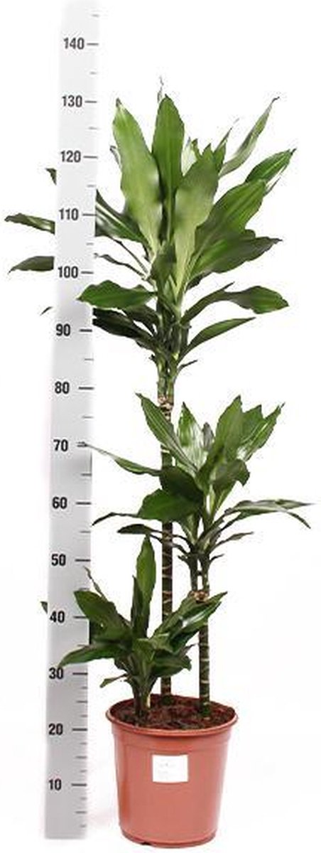 Dracaena Janet Lind Ø24cm 120cm in Boule WIT pot