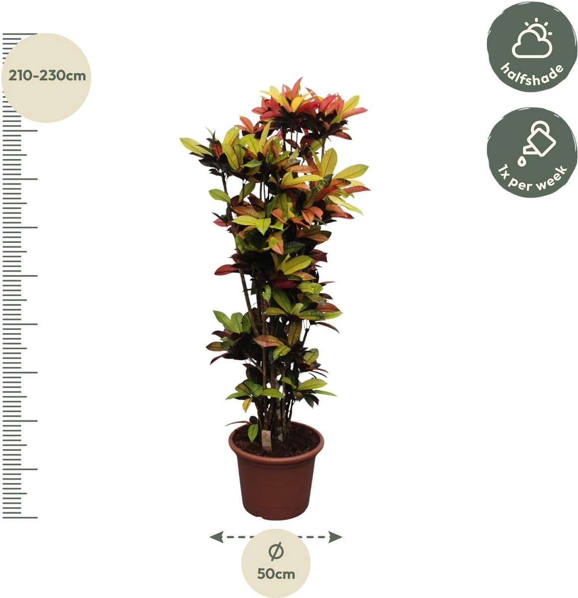 Codiaeum Iceton (Croton Iceton) - 220 cm - ø50