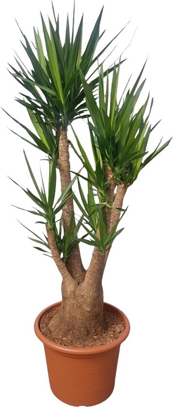 Green Harmony - Yucca Elephantipes vertakt - 190 cm - ø55