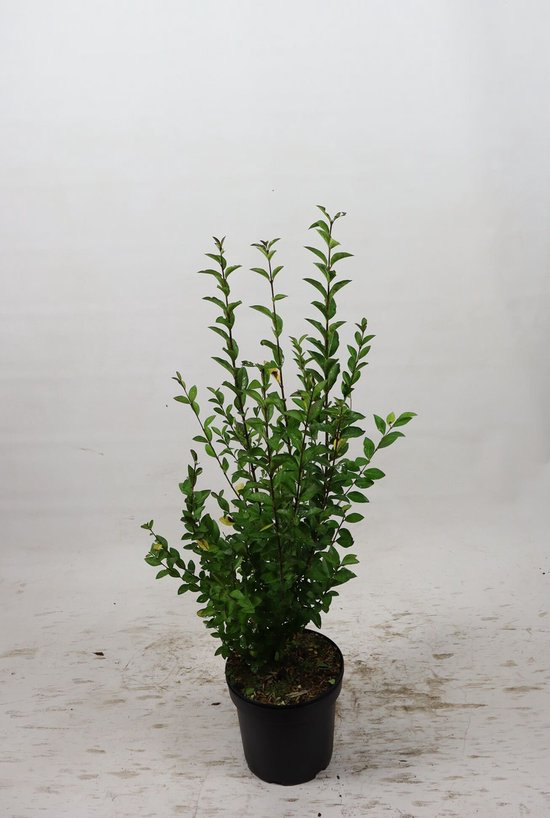 Haagliguster 80-100 cm (in pot) - Ligustrum ovalifolium - Ø17 cm | bol