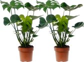 Plantenboetiek.nl | Monstera Deliciosa - Gatenplant | 2 stuks - Ø17cm - 55cm hoog - Kamerplant - Groenblijvend - Multideal