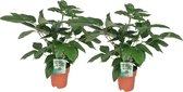Plantenboetiek.nl | Schefflera Actinophylla | 2 stuks - Ø19cm - 75cm hoog - Kamerplant - Groenblijvend - Multideal