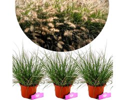 Set van 3 Lampepoetsersgras - Pennisetum alopecuroides 'Hameln' – Hoogte 40cm – 2 liter pot