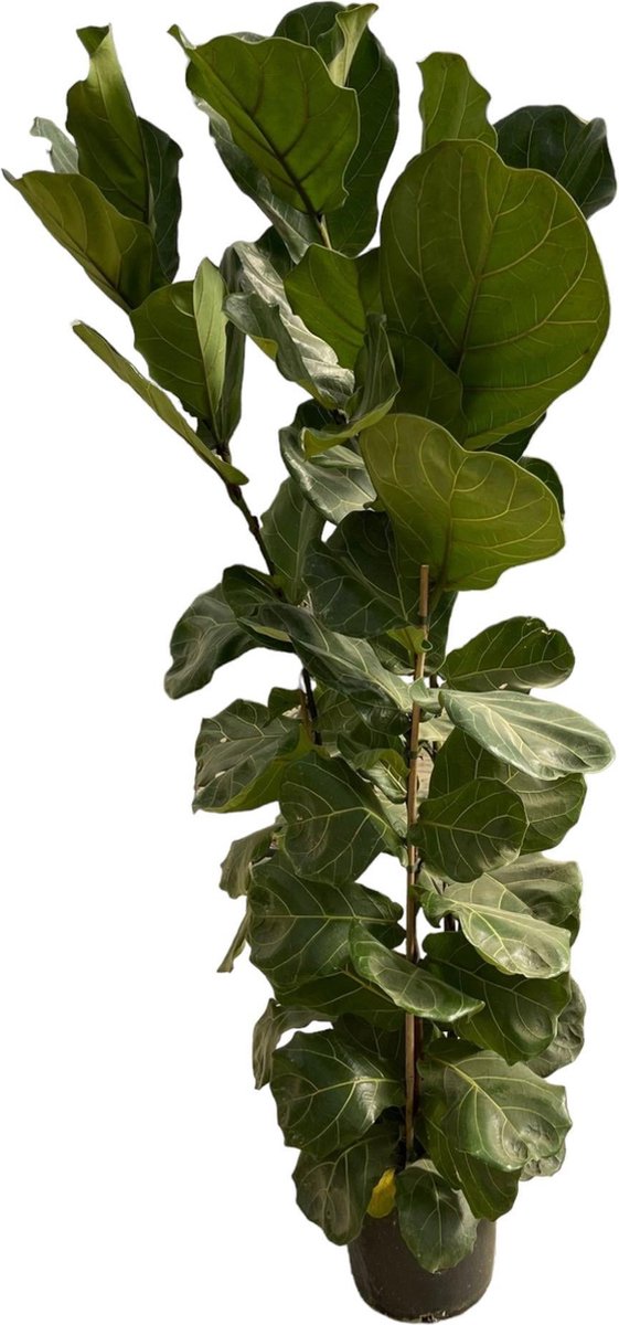Ficus Lyrata struik - 180 cm - Ø30