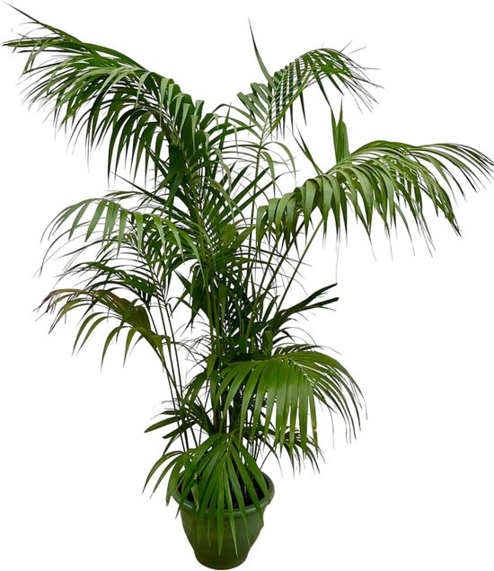 Kentia Palm XXL - 260cm - ø35