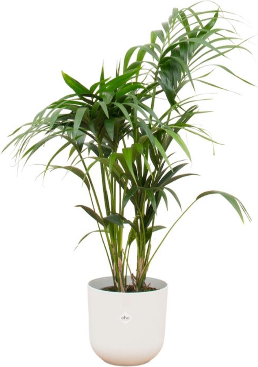 Combi deal - Kentia palm inclusief elho Jazz Round wit Ø26 - 130 cm