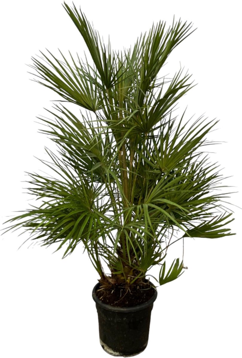 Chamaerops Humilis struik - 130 cm - Ø24cm