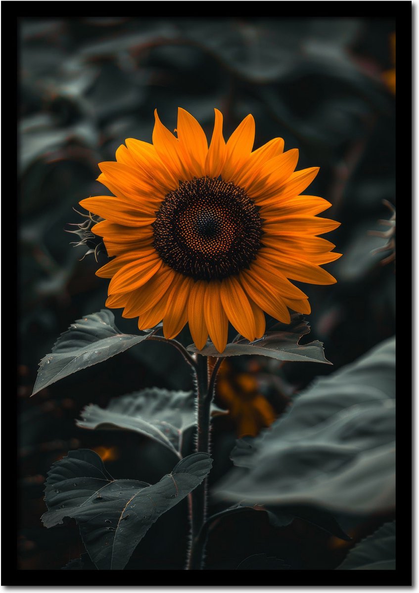 Plakkers Poster groeiende zonnebloem - 21cm x 30cm a4 - vintage - woonkamer - slaapkamer - bloemen posters - goedkoop - muurposter - natuur - wanddecoratie Full-colour
