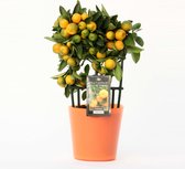 Kamerplant van Botanicly – Citrus Calamondin in oranje keramiek pot 'Milano' als set – Hoogte: 35 cm