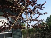 Lei-sierpruim - Prunus cerasifera Nigra | Omtrek: 6-10 cm | Hoogte: 270 cm