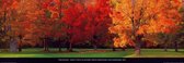 Tom Mackie - Maple Trees in Autumn Kunstdruk 95x33cm