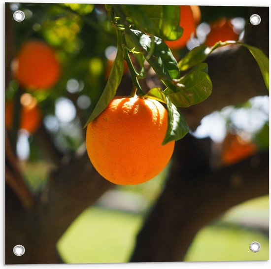 Tuinposter – Sinaasappel aan Boom - 50x50cm Foto op Tuinposter  (wanddecoratie voor buiten en binnen)