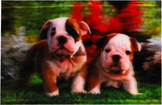 S.Y.W Poster - Puppies - Multicolor