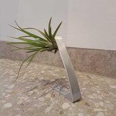 luchtplantje kamerplant cadeau airplants