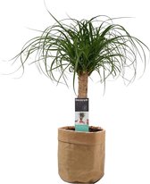 Kamerplant van Botanicly – Olifantenpoot met een bruine paper-look pot als set – Hoogte: 55 cm – Beaucarnea