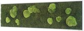 Stylegreen Verticale tuin - Forest & Pole moss - 140 x 40cm