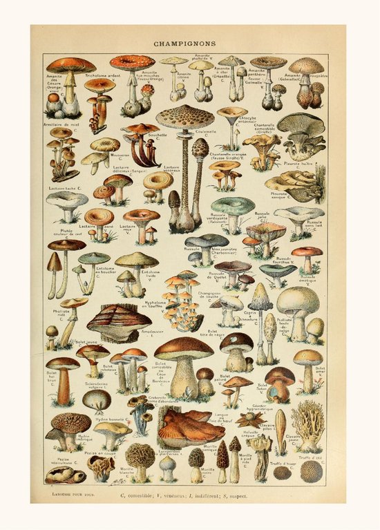 Vintage Poster Champignon Groenten - Paddenstoelen Natuur Botanisch Millot - Plant & Tuin