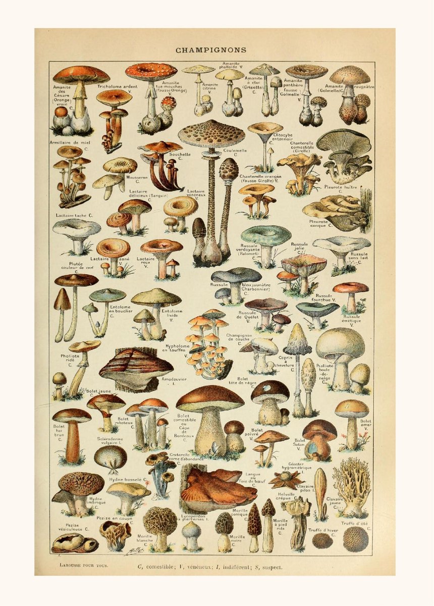 Vintage Poster Champignon Groenten - Paddenstoelen Natuur Botanisch Millot - Plant & Tuin - Esque