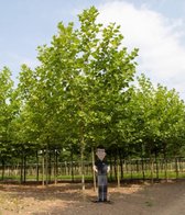 Platanenboom volgroeid Platanus hispanica h 625 cm st. omtrek 22,5 cm