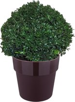 Hellogreen Ilex Crenata - Japanse Hulst - 35 cm - Elho B.For paars