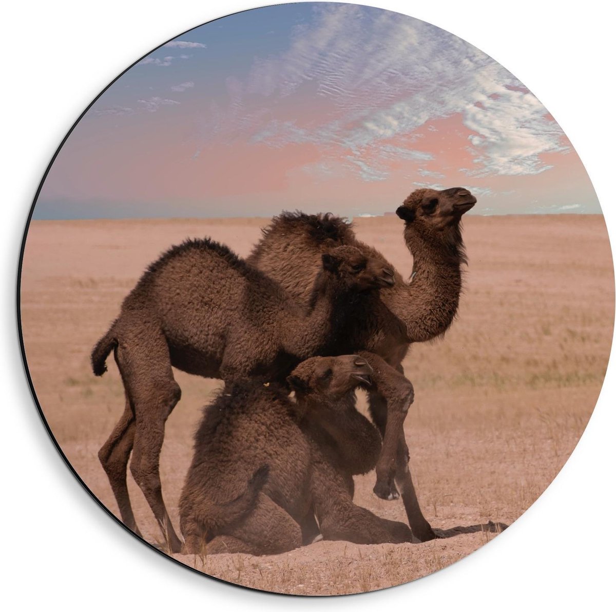 KuijsFotoprint Dibond Wandcirkel - Kamelen duo Staand & Liggend - 40x40cm Foto op Aluminium Wandcirkel (met ophangsysteem) Blauw