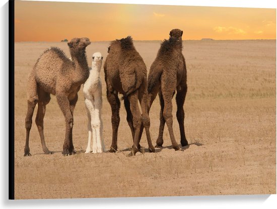 Canvas  - Vier Kamelen op een Rij - 100x75cm Foto op Canvas Schilderij (Wanddecoratie op Canvas)