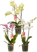 Van Der Hoorn - Phalaenopsis - 50 Cm - Ø 12 - 1 Stuks