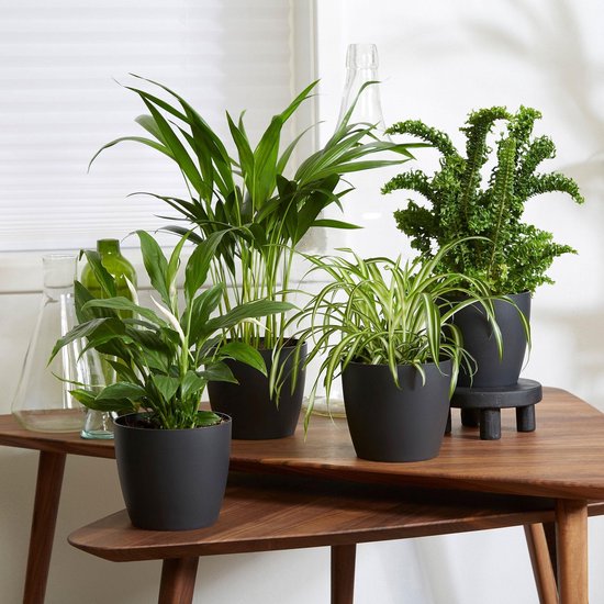 Mix van 4 luchtzuiverende kamerplanten | Areca - Neprolepis - Spathiphyllum - Chlorophytum | Incl. sierpot donker - ↑ 25-30cm - Ø 12cm
