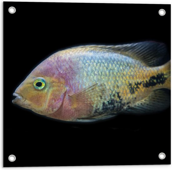 Tuinposter – Pastelgekleurde Vis op Zwarte Achtergrond - 50x50cm Foto op Tuinposter  (wanddecoratie voor buiten en binnen)