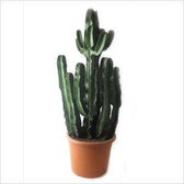 Euphorbia Ingens vertakt | Cowboycactus
