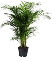 Areca Lutescens L | Goudpalm