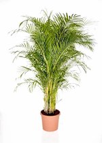 Areca Lutescens XXXL | Goudpalm