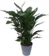 Spathiphyllum in Artstone Claire grijs | Lepelplant