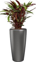 Calathea Rufibarba in watergevende Rondo antraciet | Pauwenplant