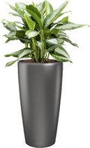 Aglaonema Silver Bay in watergevende Rondo antraciet | Chinese Evergreen