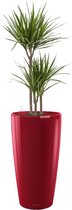 Dracaena Marginata in watergevende Rondo rood | Drakenbloedboom