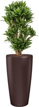 Dracaena Compacta in watergevende Rondo bruin | Drakenbloedboom