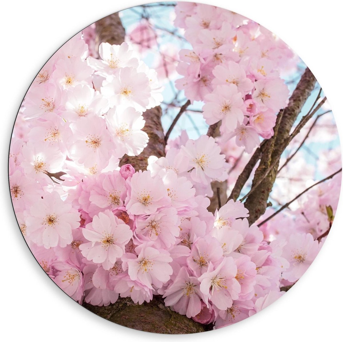 Dibond Wandcirkel - Roze Bloesemboom - 80x80cm Foto op Aluminium Wandcirkel (met ophangsys
