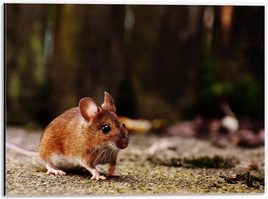 Dibond - Klein Muisje op de Straat - 40x30cm Foto op Aluminium (Wanddecoratie van metaal)