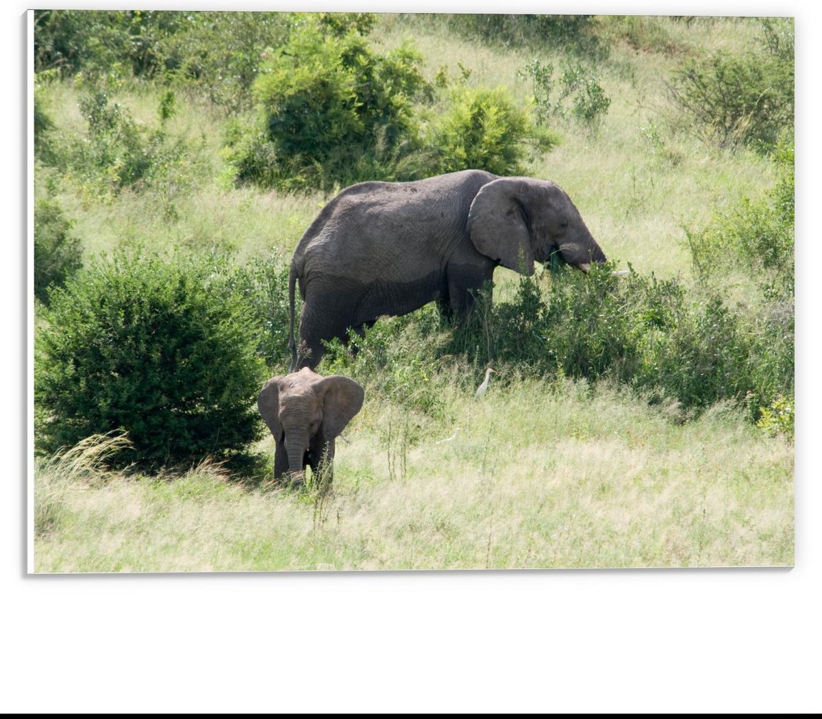 Forex - Moeder Olifant met Baby Olifant tussen de Bomen - 40x30cm Foto op Forex