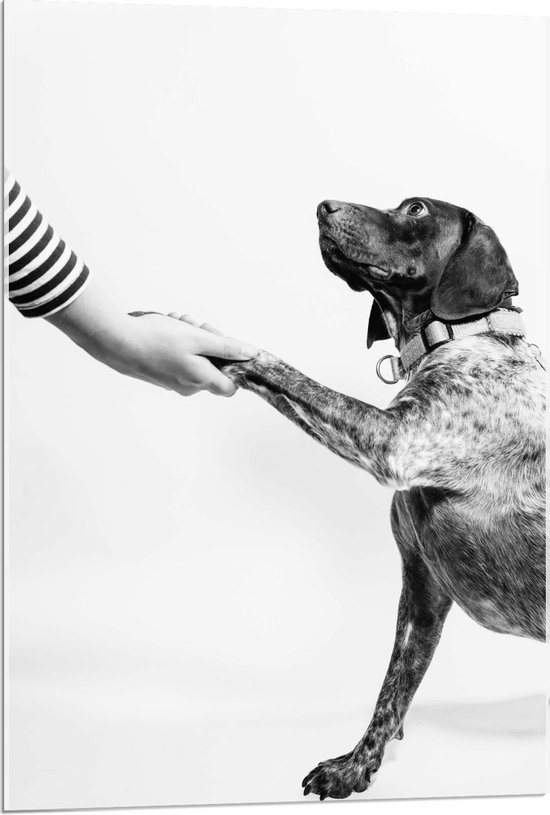 Acrylglas - Hond die een Poot geeft in Zwart Wit  - 60x90cm Foto op Acrylglas (Met Ophangsysteem)