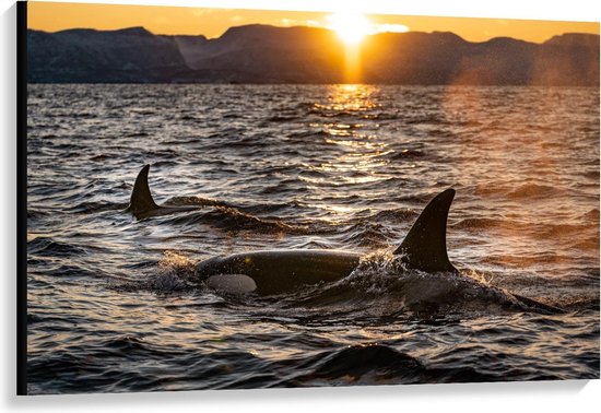 Canvas  - Orca's in de Zee met Zonsondergang  - 120x80cm Foto op Canvas Schilderij (Wanddecoratie op Canvas)