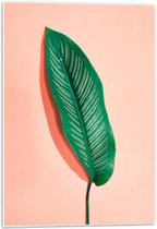 Forex - Groen Blad op Roze Achtergrond - 40x60cm Foto op Forex